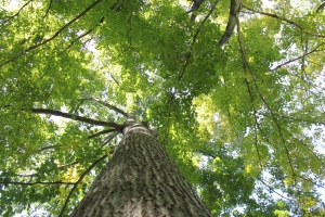 Mother Oak